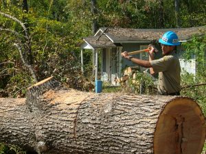 Corpsmember uses axe to hammer wedge into downed tree he is trying to split apart