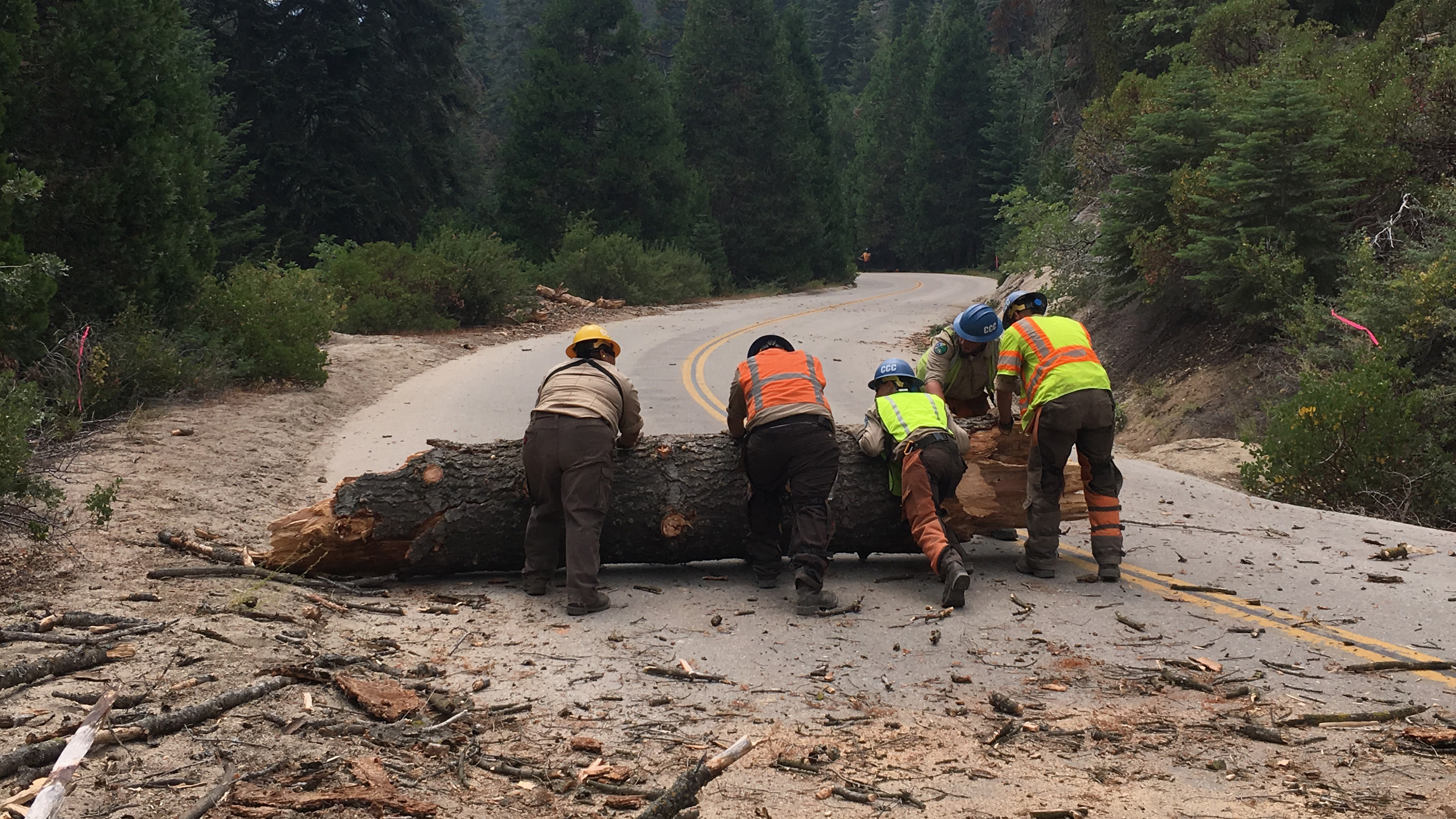 Image. Corpsmembers and supervisor push large tree trunk out of road after felling the tree.