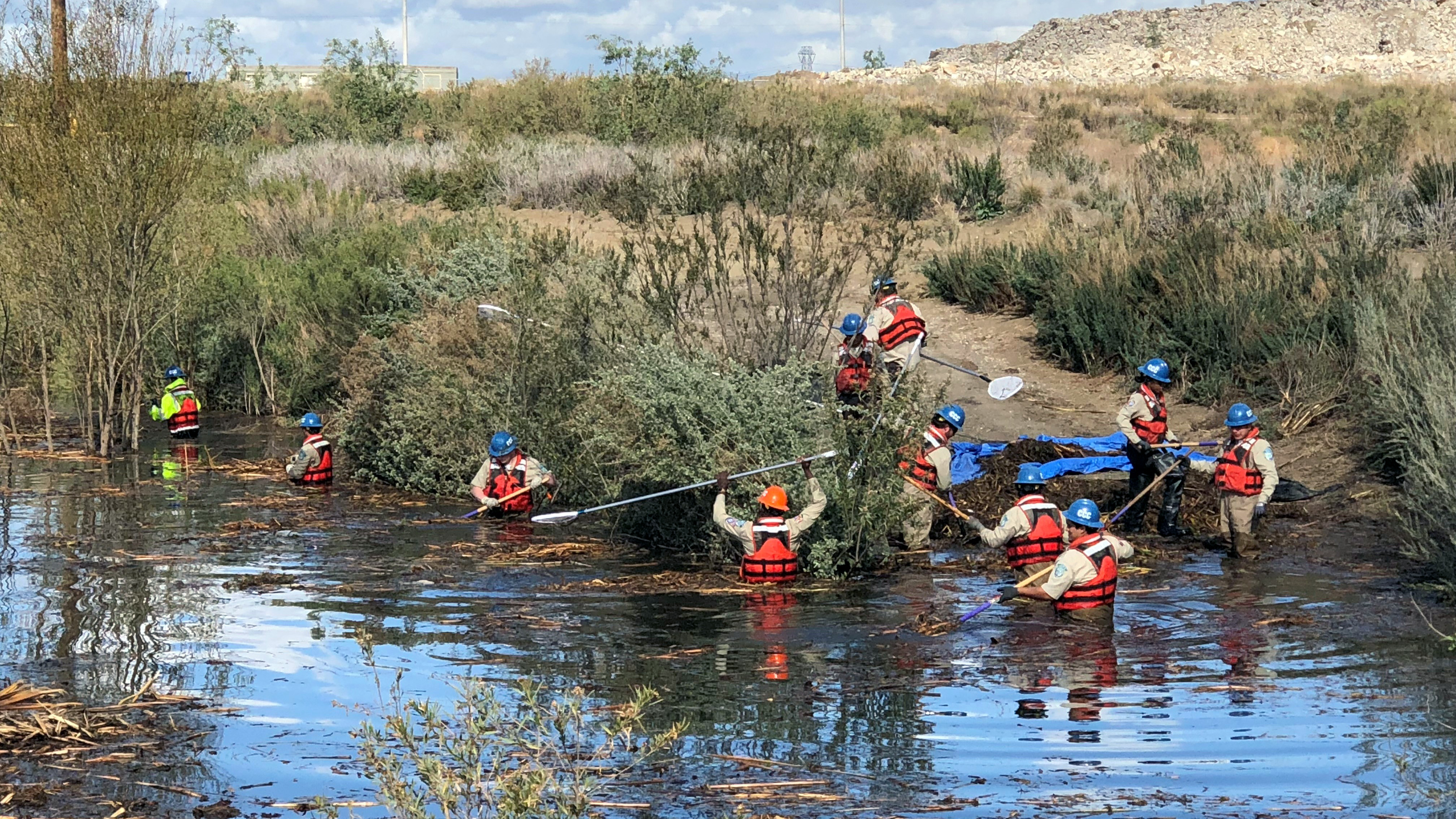 Pomona Crew 3 removing invasive species at Chino Creek Wetlands.