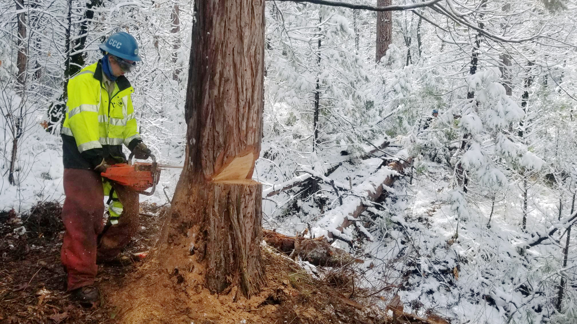 Los Padres Corpsmembers felling a tree.