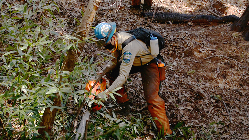 corpsmember in safety equipment uses chain saw to cut brush on a hillside