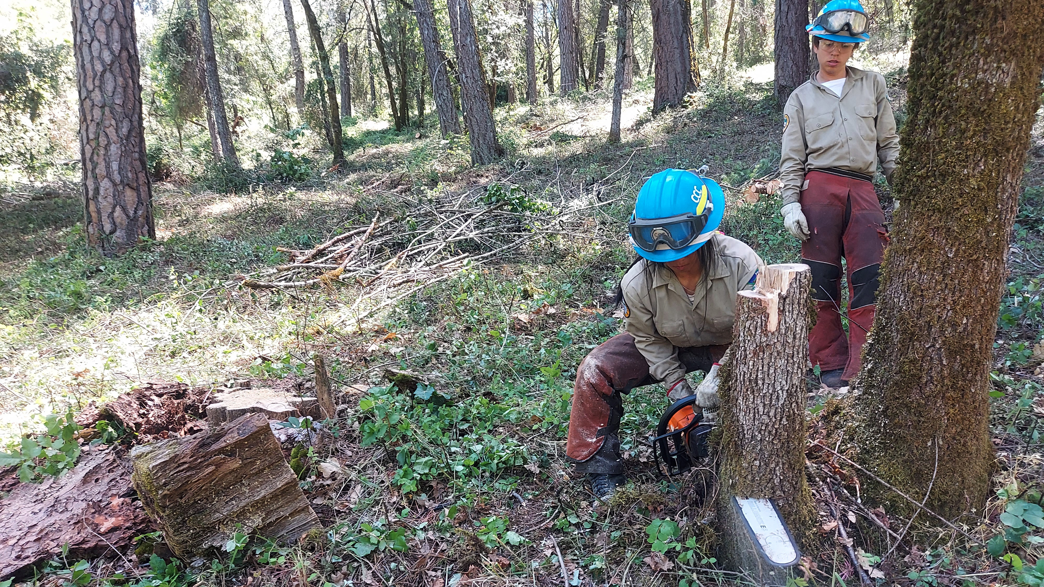 woman with chainsaw cutting stump with another woman watching behind