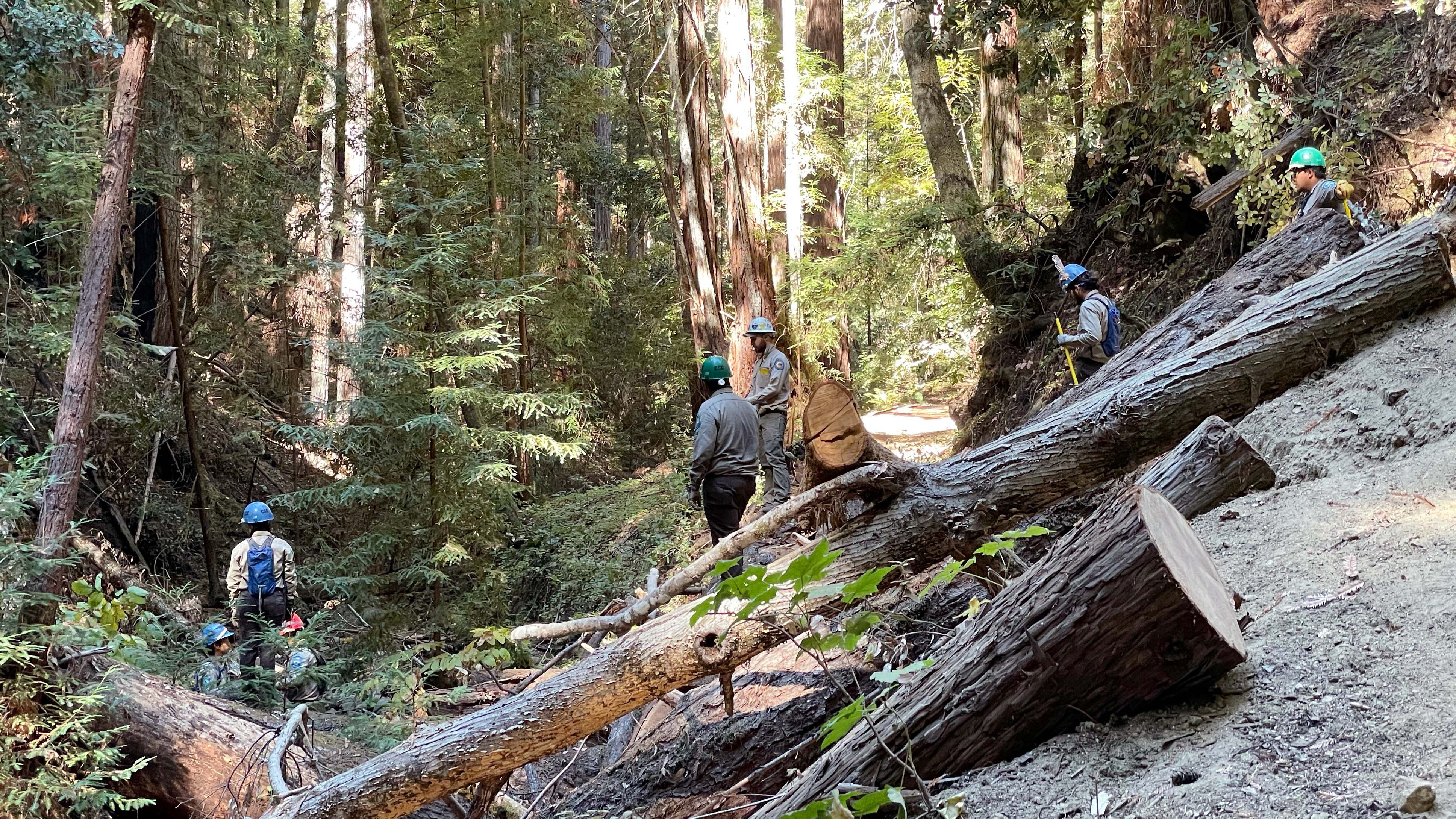 corpsmembers standing in forest with downed trees