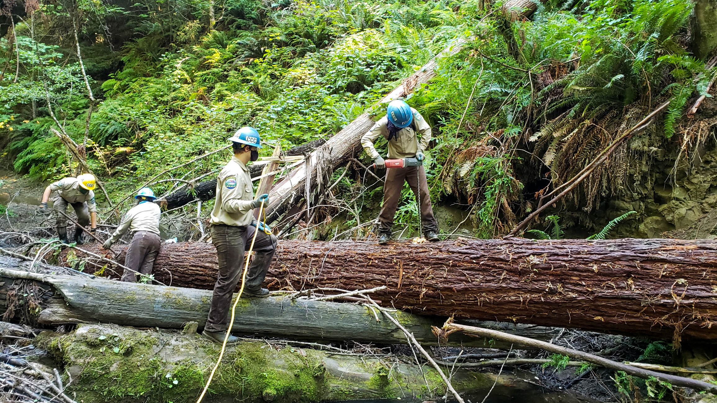 Fortuna Corpsmembers using power drills to anchor trees.