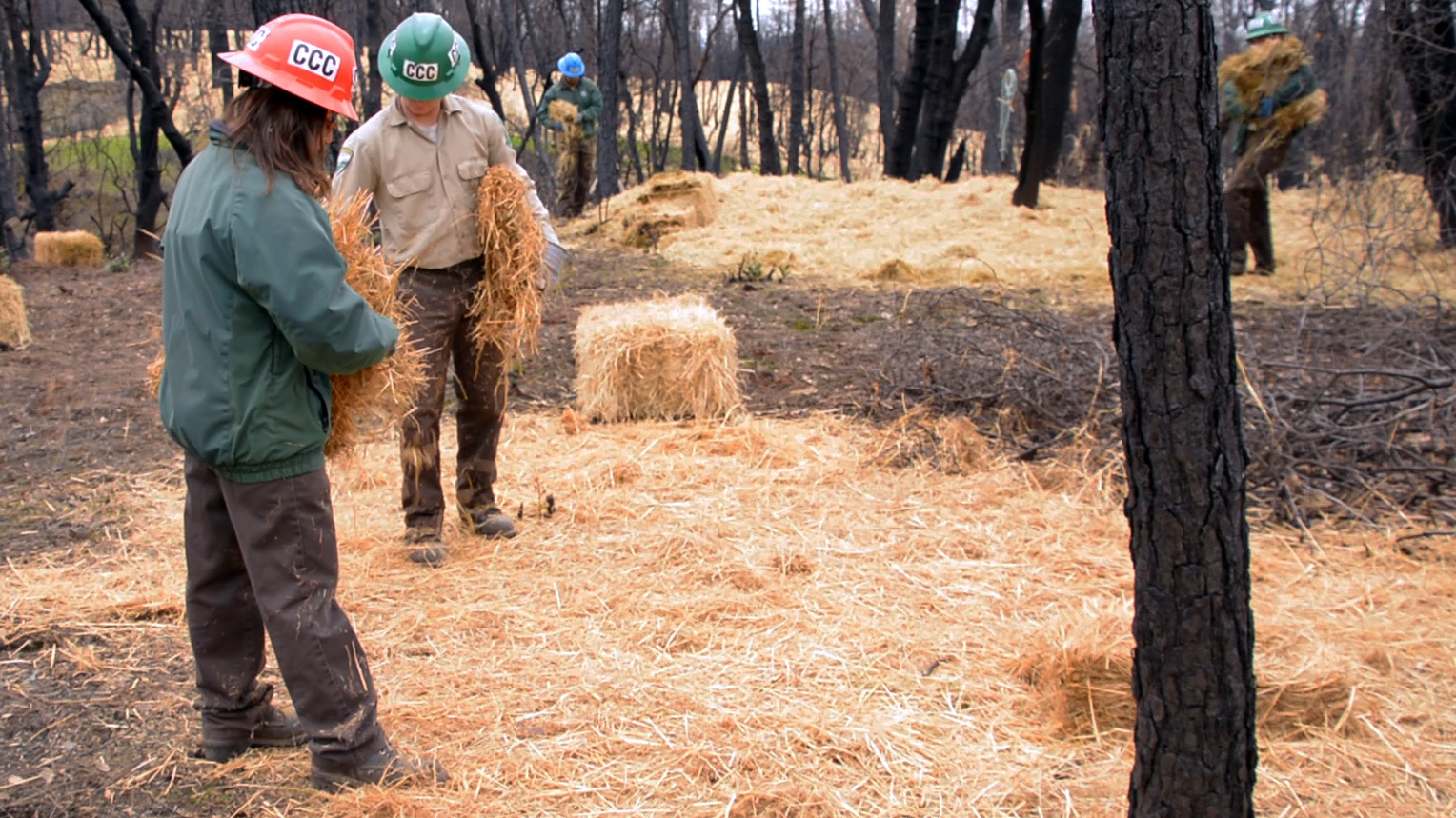 Corpsmembers dispersing hay over burn scar area