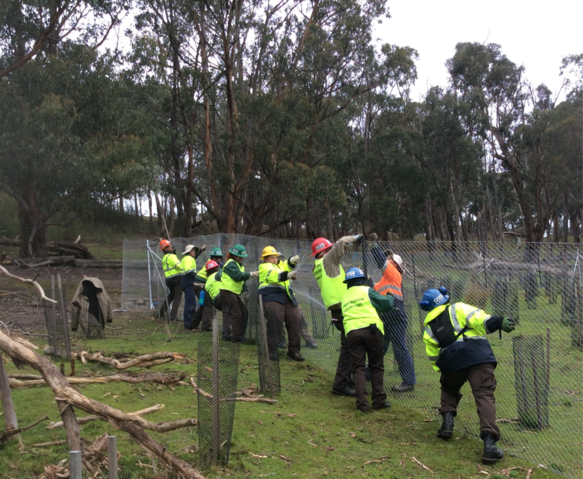 Image. Group of Corpsmembers, staff and Australian partners work togehter to construct fencing around native trees.