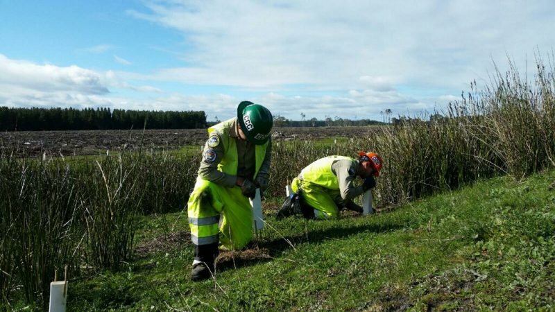 Corpsmembers in green and orange helmets and reflective safety gear plant native species in Australian field.