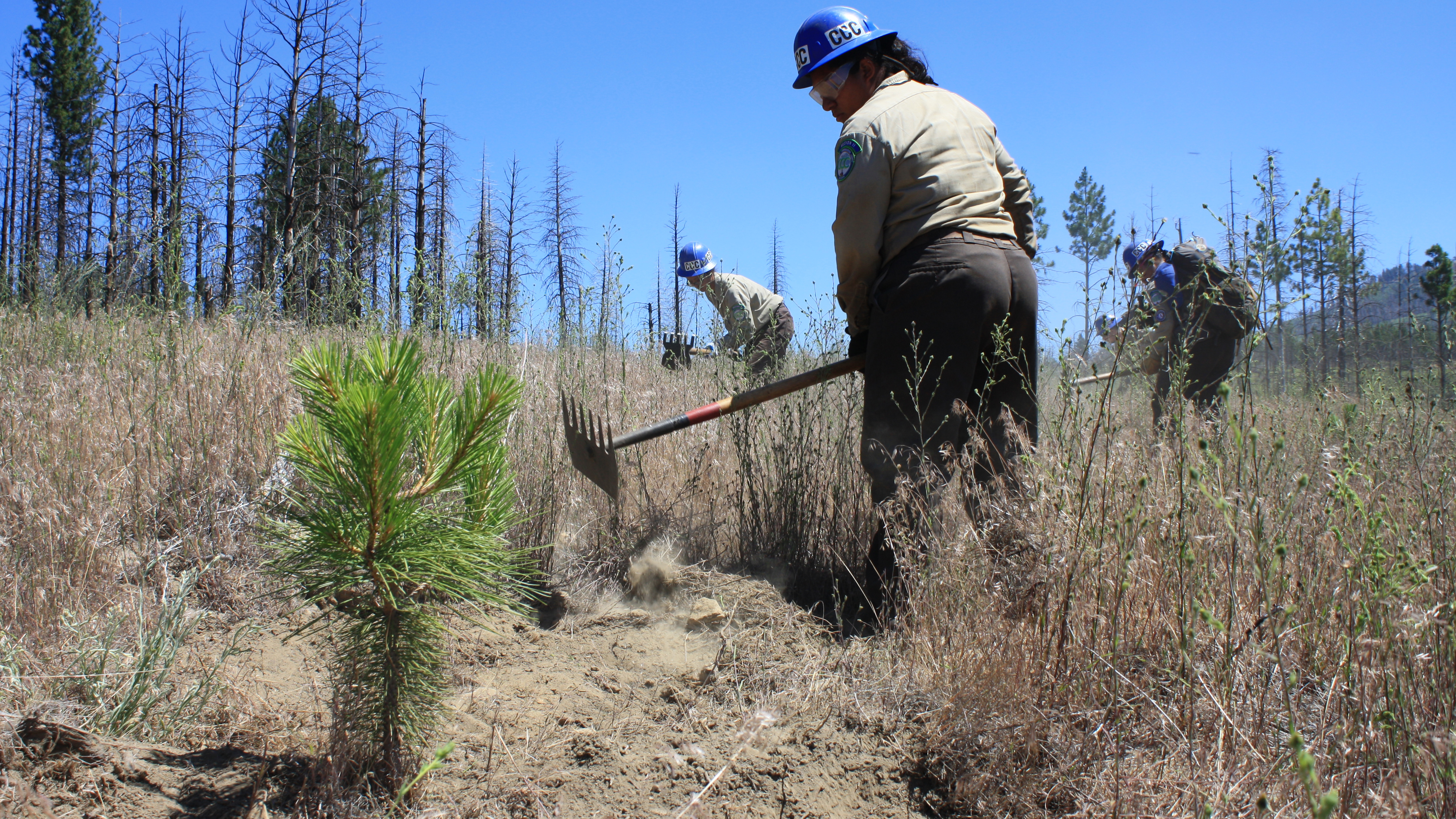 Image. Young conifer in foreground of image, with female Corpsmember using McLeod in background clearing brush.