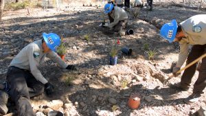 image Corpsmember planting vegetation