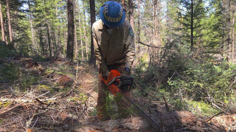Corpsmember using chainsaw to buck downed tree