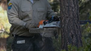 image Corpsmember cutting tree