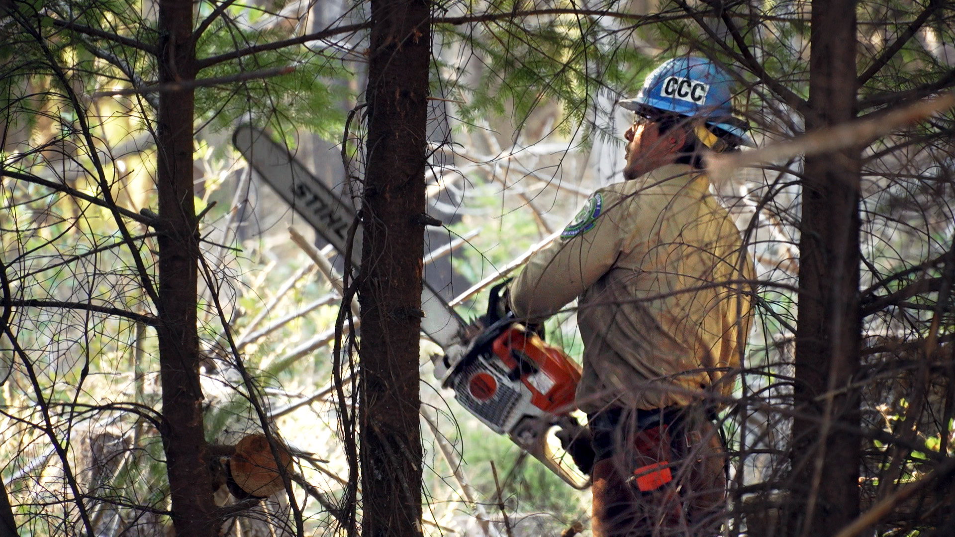 Male Corpsmember in safety equipment uses chain saw to cut down branches in forest.