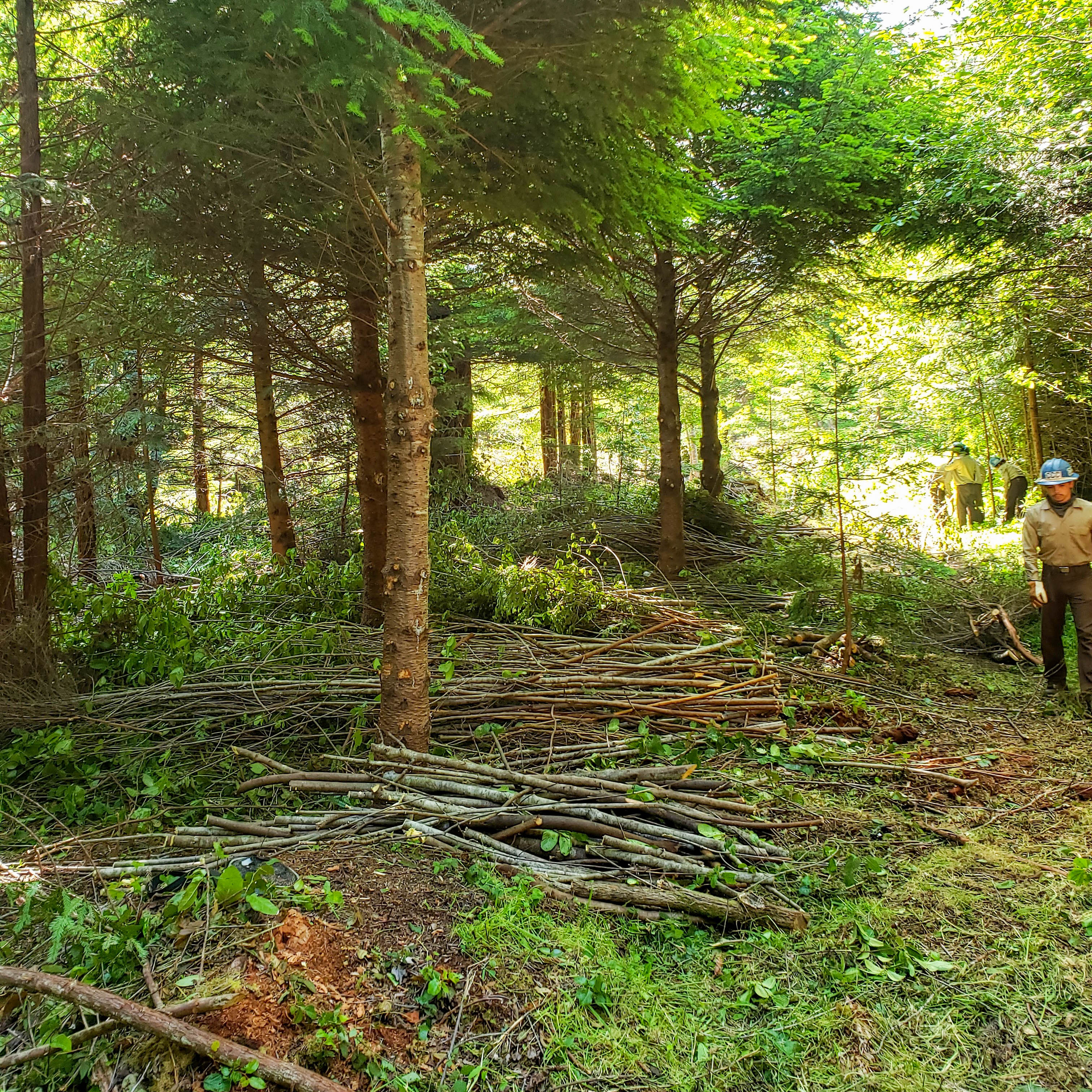 A before shot of ladder fuel and vegetation up to 8 feet in height