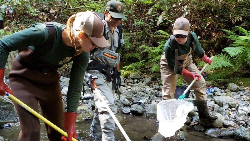 Corpsmembers from Conservation Corps North Bay, a certified Local Conservation Corps in Sonoma County, CA, surveying to assess fisheries health within the Redwood Creek watershed alongside National Park Service staff, funded by the Active Transportation Program.