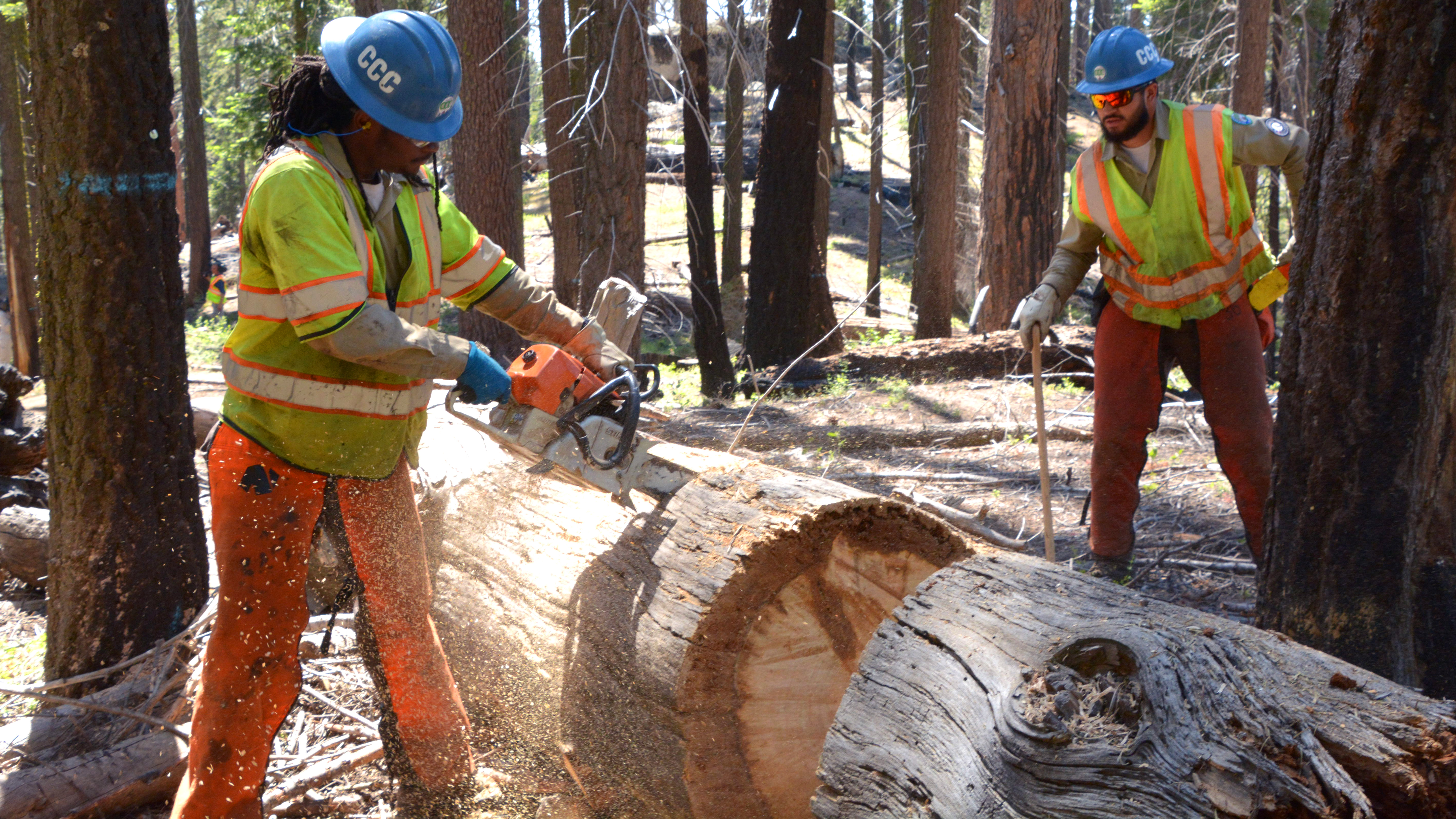 Image. Male Corpsmember in protective equipment uses chainsaw to cut downed tree for escape route, another male off in distance watching