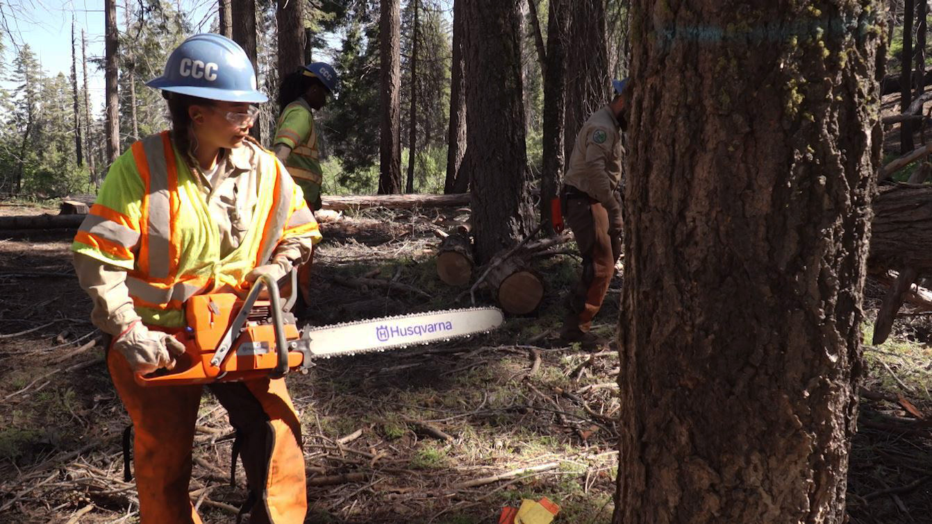 Female Corpsmember in protective equipment holds chain saw preparing to fell dead tree