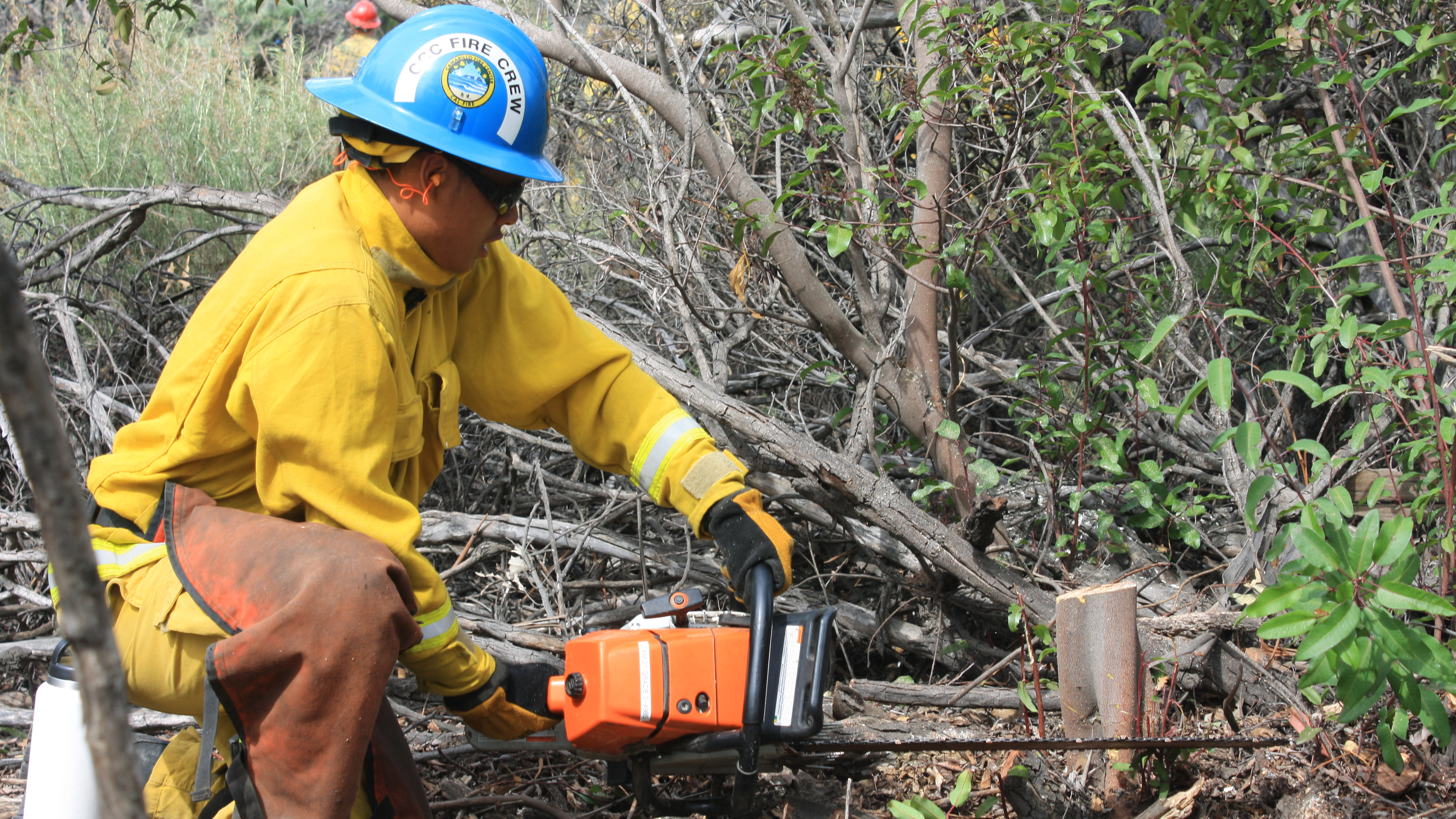 Corpsmember in full wildland fire apparel drops his left knee to the ground to use a chain saw to cut brush at ground level.