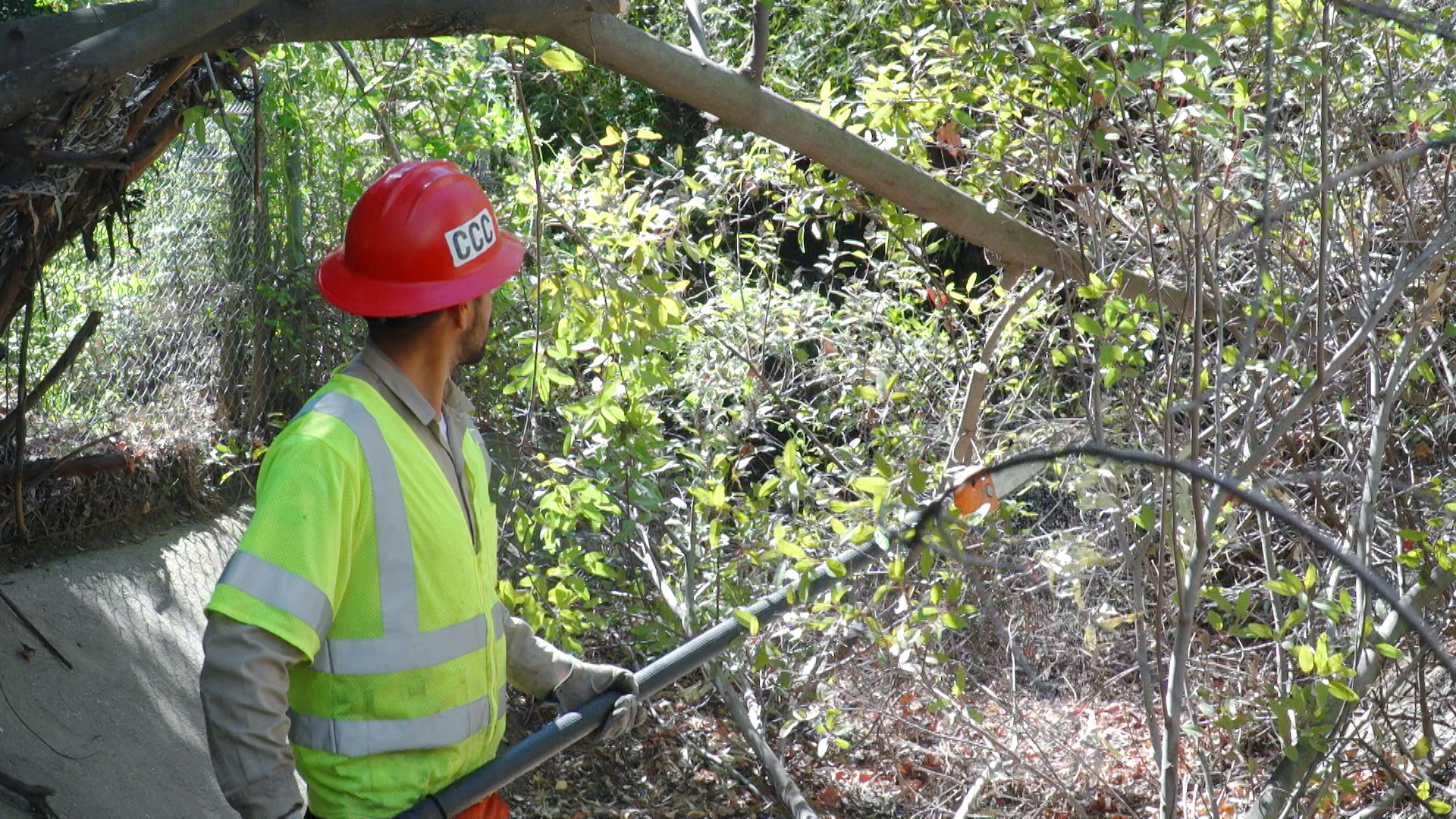 A Corpsmember in safety equipment in left foreground uses a pole saw to cut tree branches in the background.