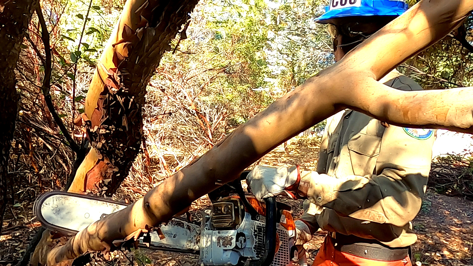 corpsmember cutting tree branch with saw