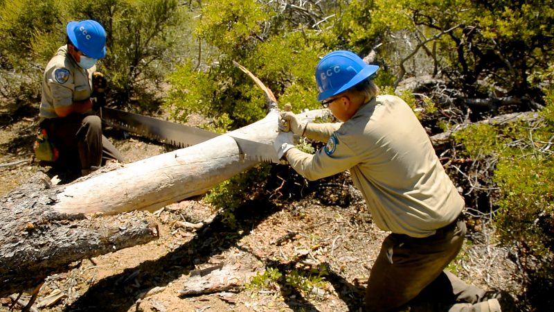 Corpsmembers use a two-person saw to cut a log on a trail.