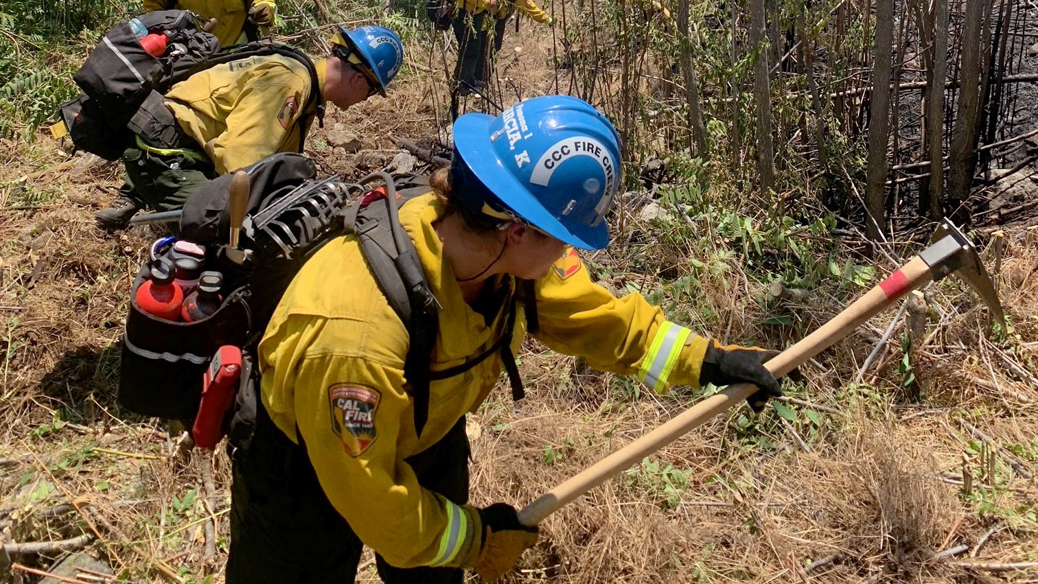 CCC Pomona corpsmembers cutting fire line with hand tools