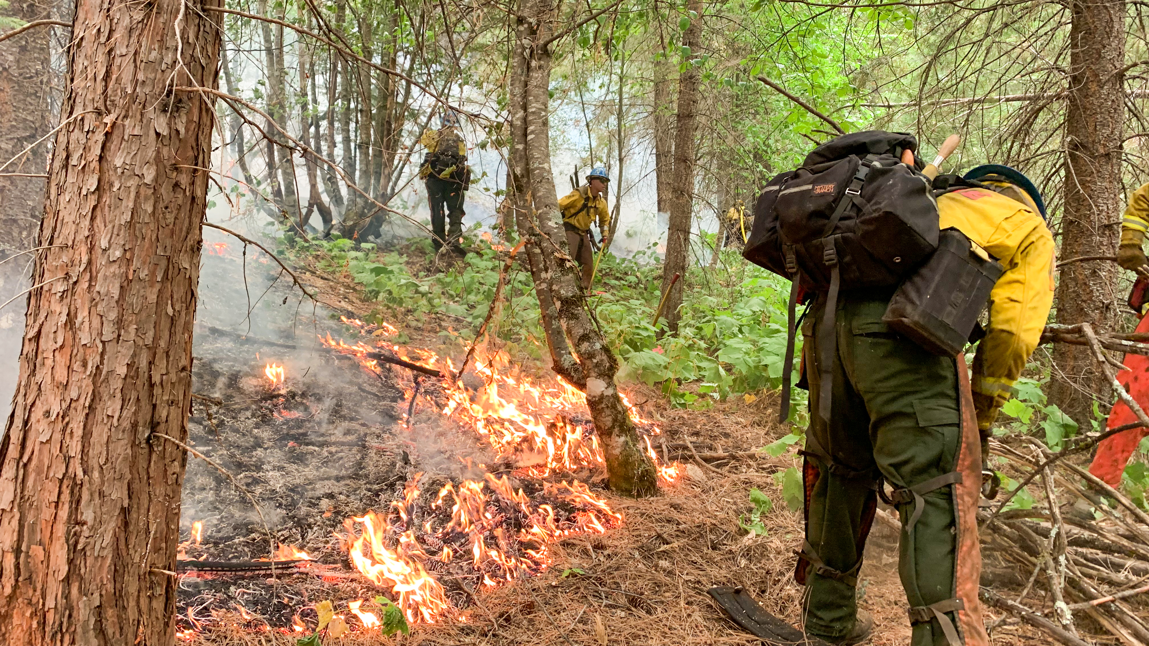 Wildland firefighting corpsmembers cutting line.