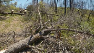 foreground features fire damaged tree fallen over a trail, while ccc corpsmembers work on another tree in the deep background