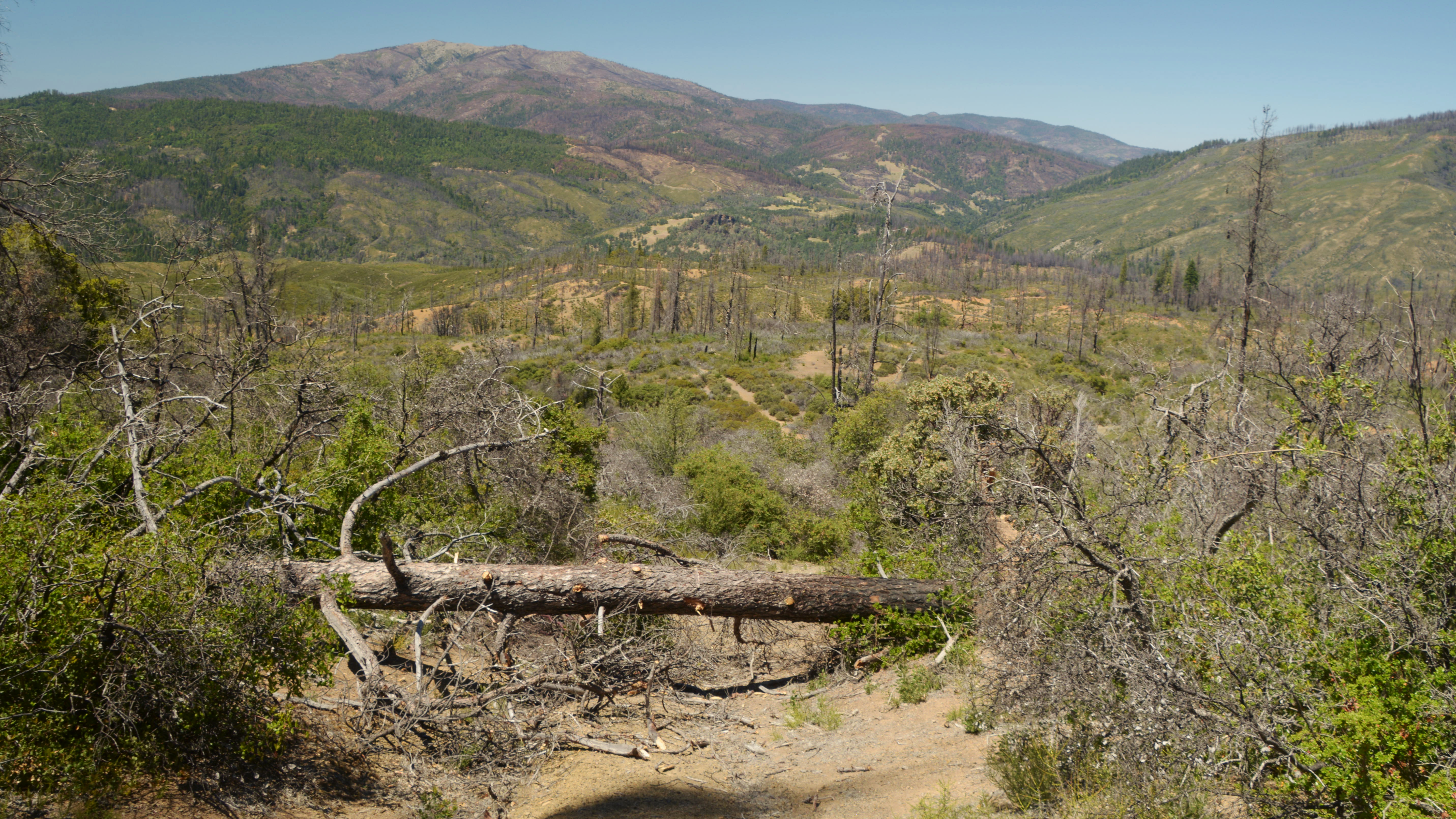 scenic photo of a damaged, dead tree covered trail
