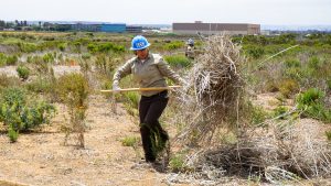 female corpsmember using pitchfork hauls invasive species debris away