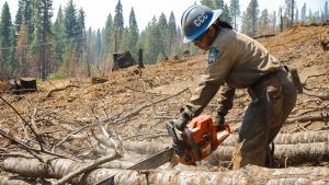 female using chain saw, cutting trees laying across ground