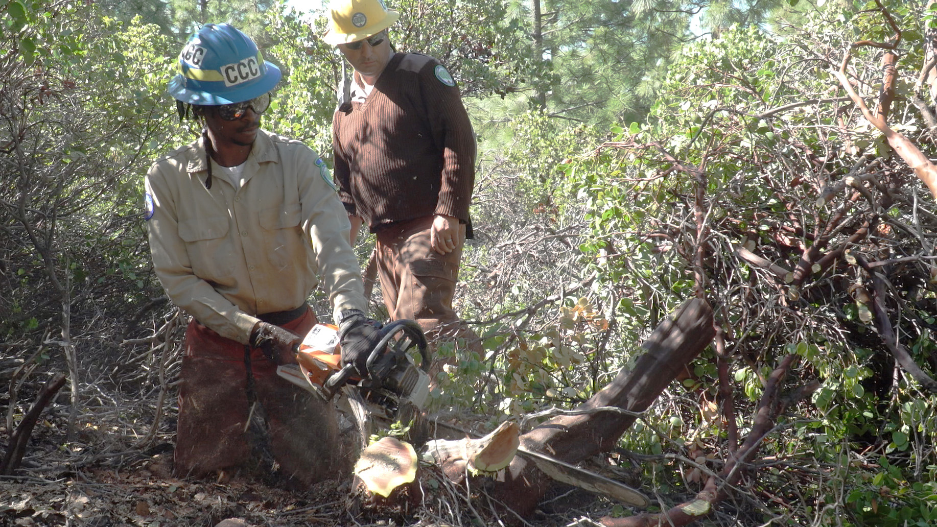 man kneeling holding chain saw cutting manzanita stump