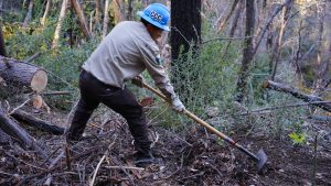 male with mcleod raking debris