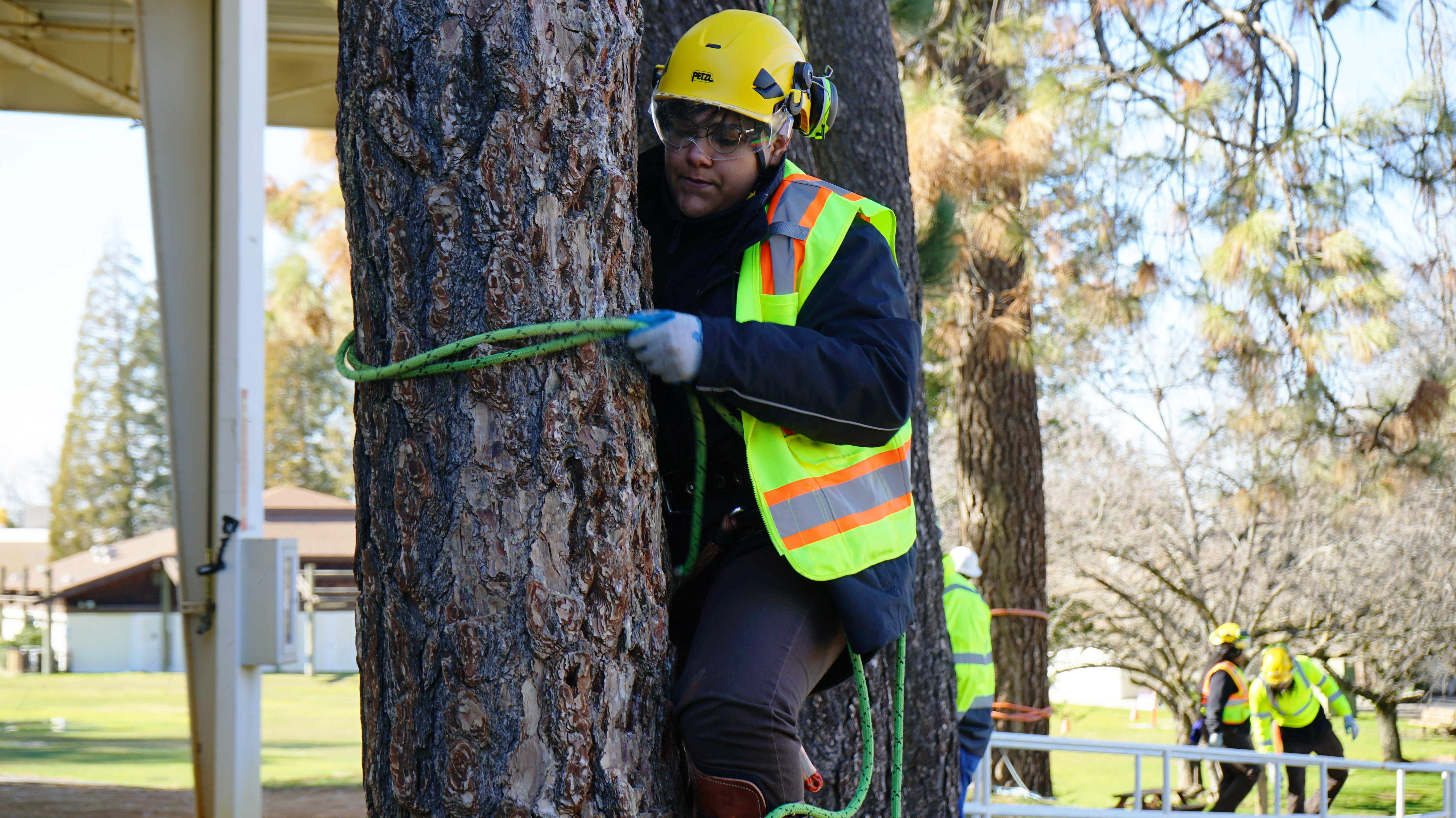 female corpsmember using ropes and spikes to climb a tree