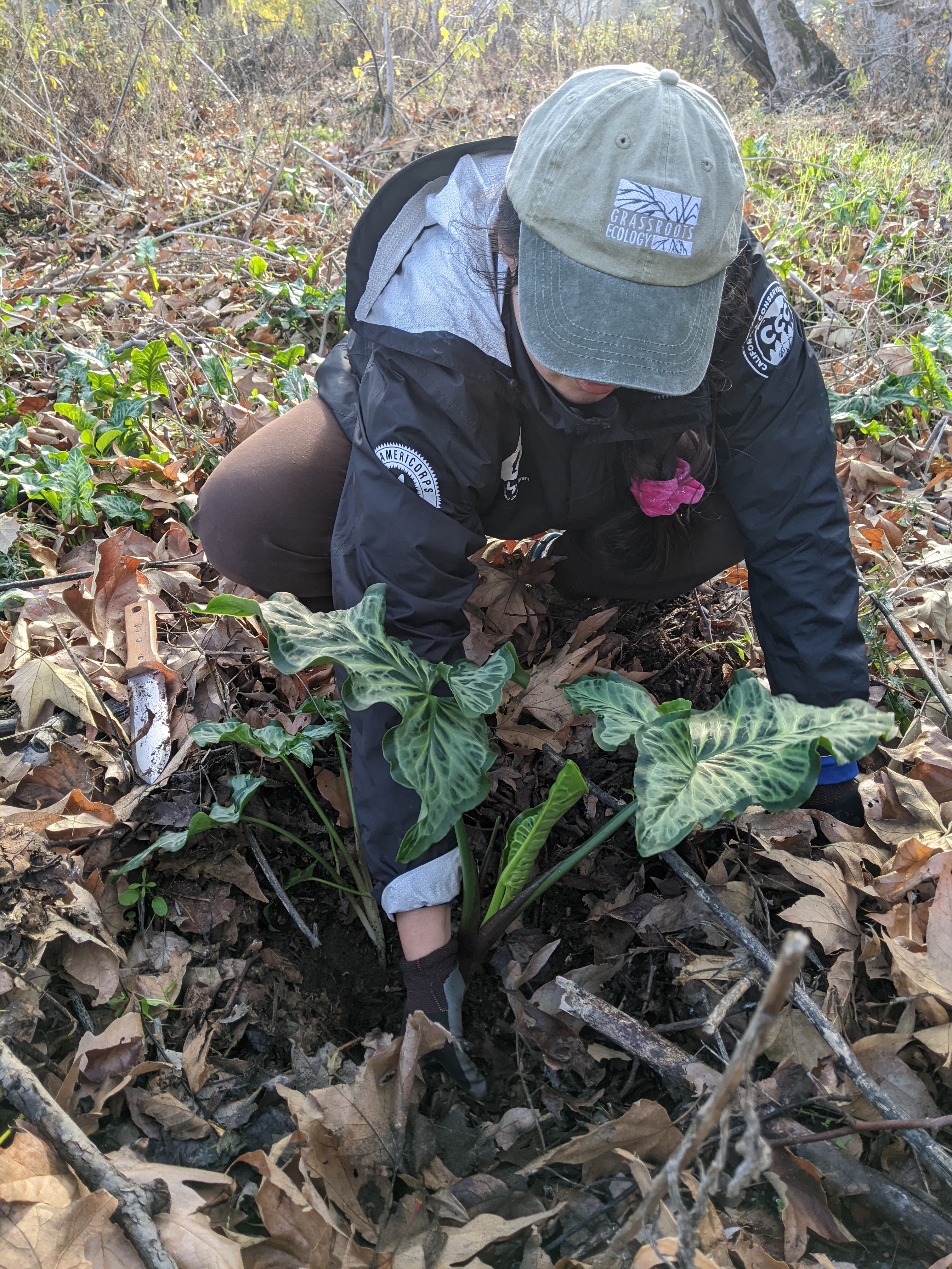 WSP Corpsmember planting a native flower