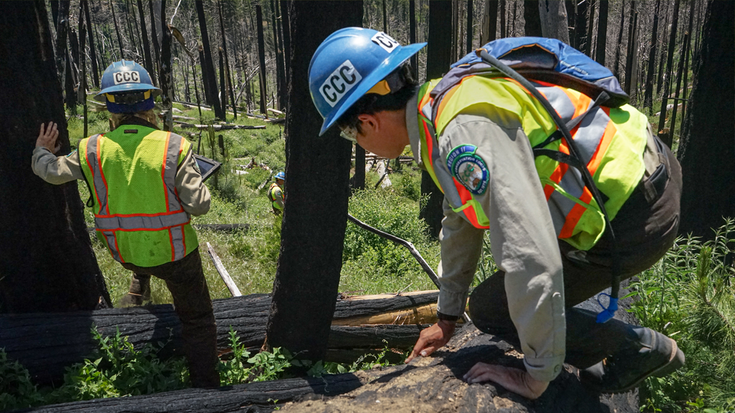 Forestry Corps Collects Data with Purpose