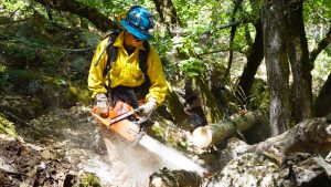 female uses chain saw to buck tree in forest
