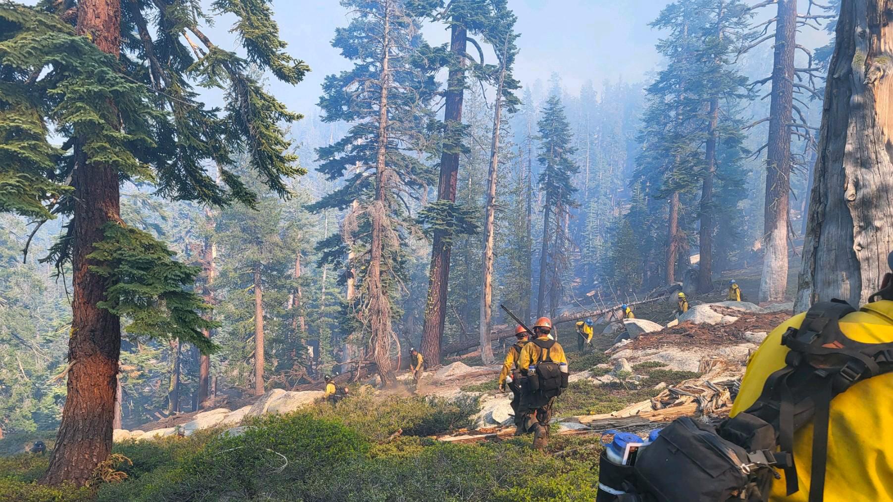 firefighters in forested area