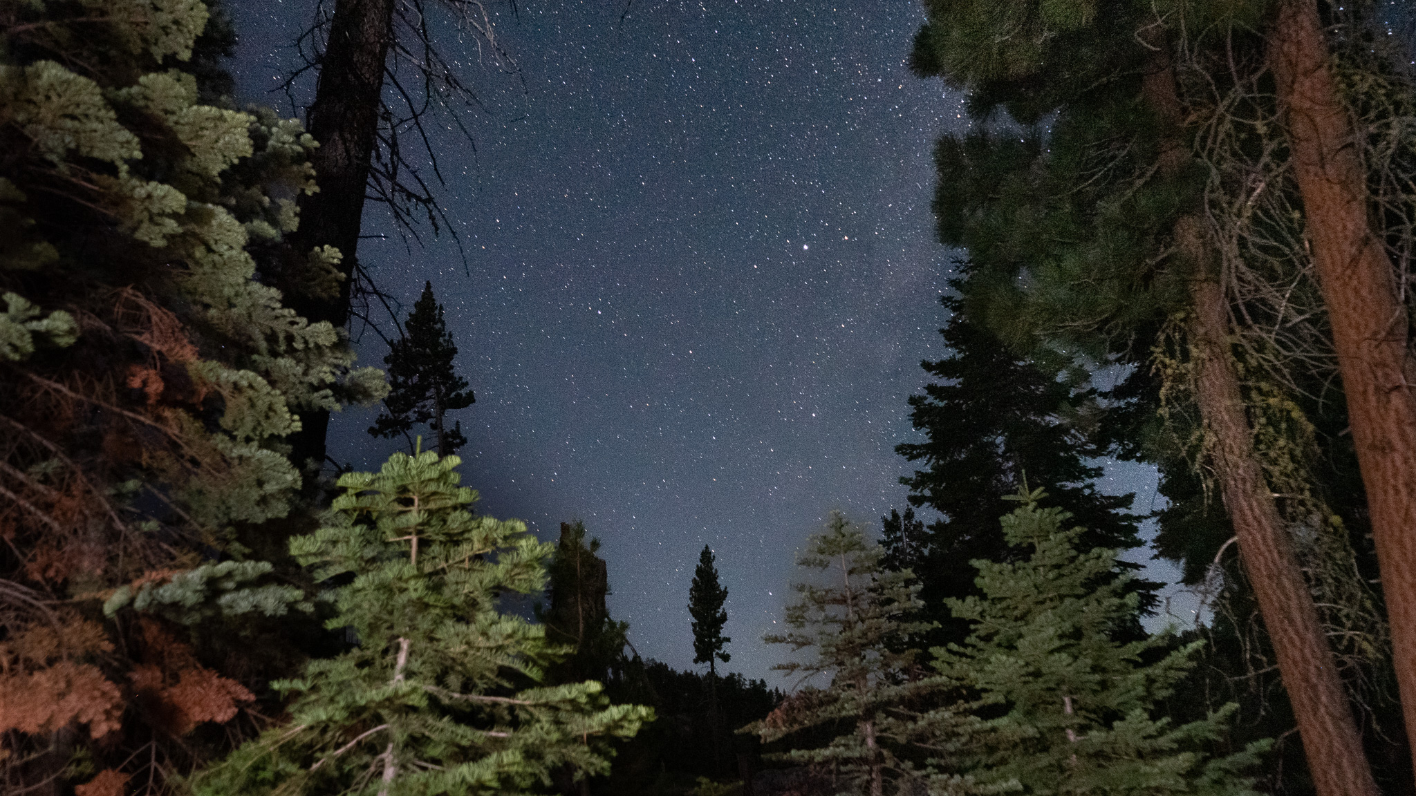 Night sky with trees in the foreground. 