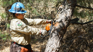 female in uniform using chain saw on tree