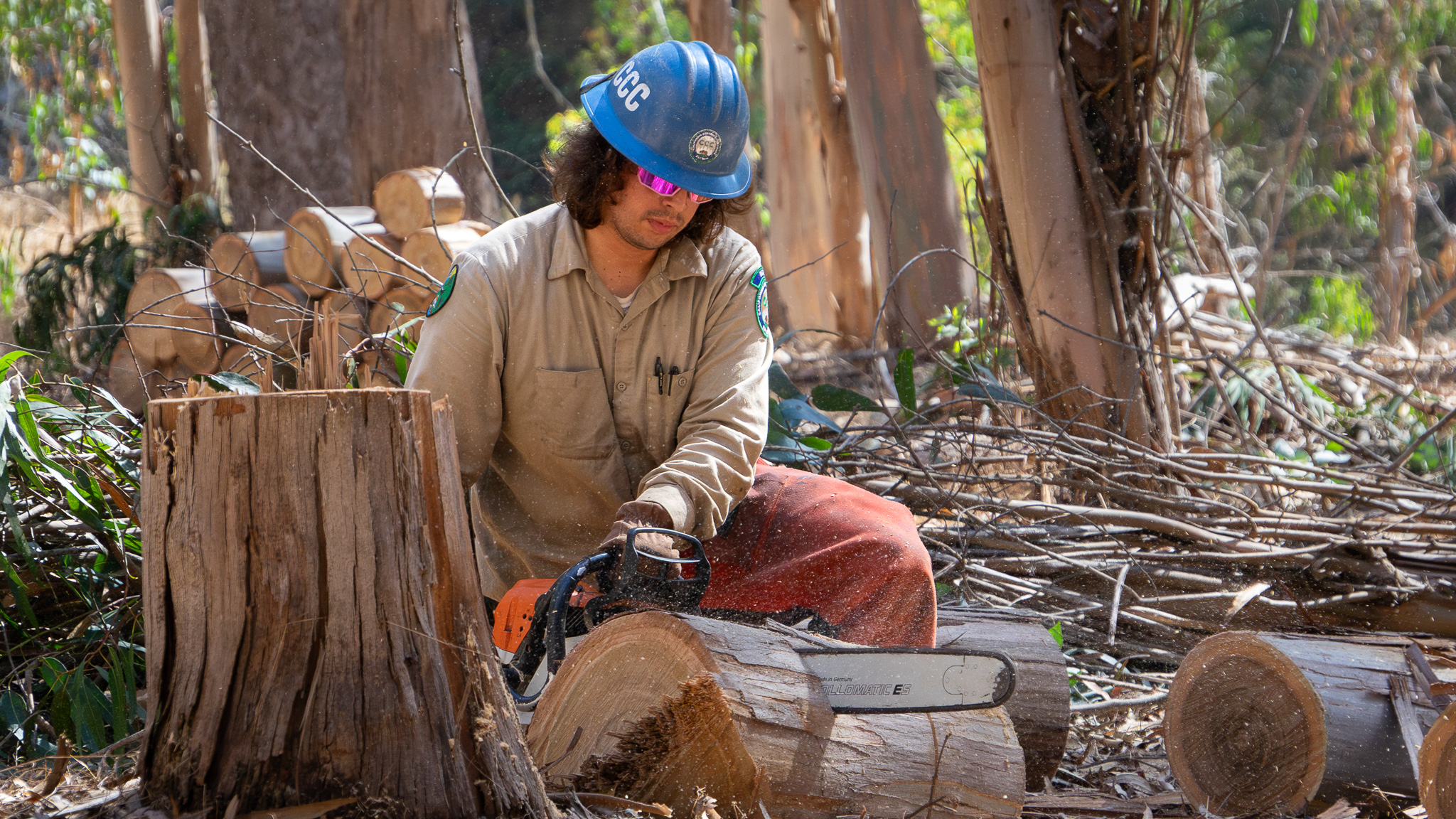 Corpsmember Rasputin Cazares uses a chainsaw to buck up an invasive eucalyptus tree.