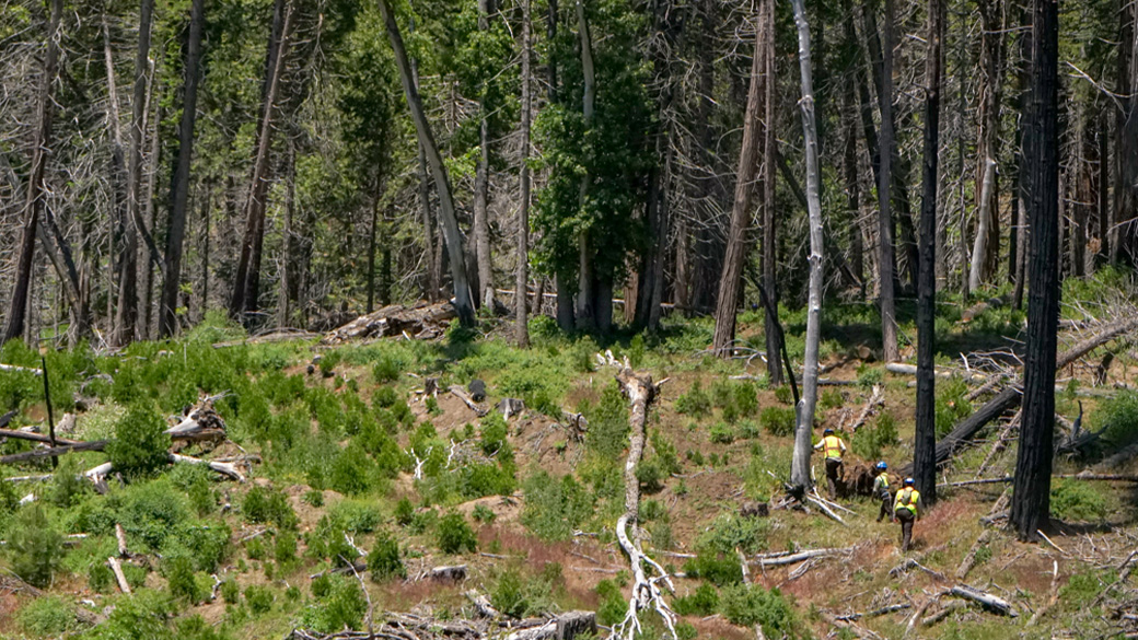 corpsmembers hiking through rural forest