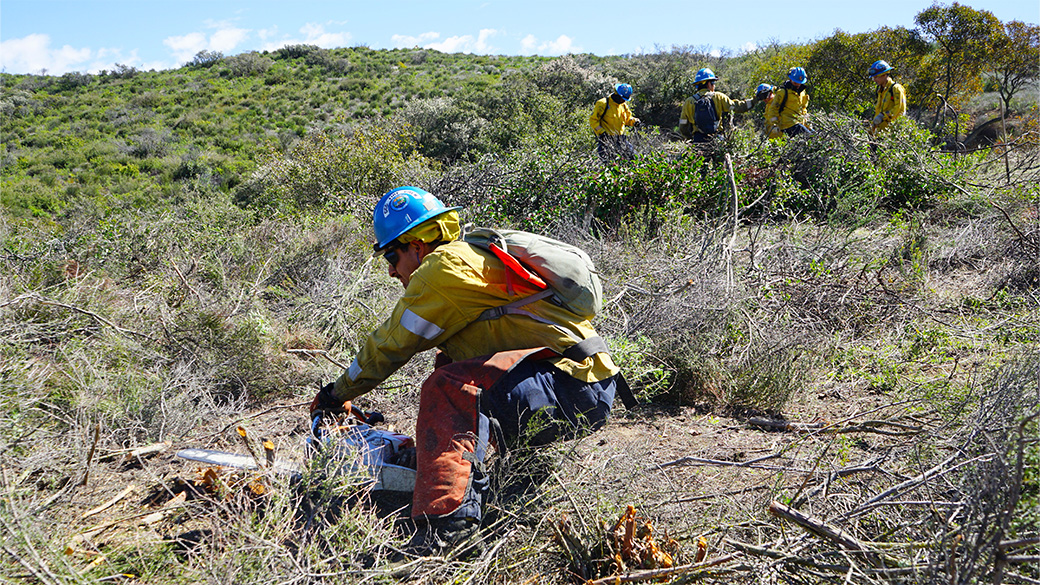 Corpsmember using their chainsaw for a fuel reduction project.