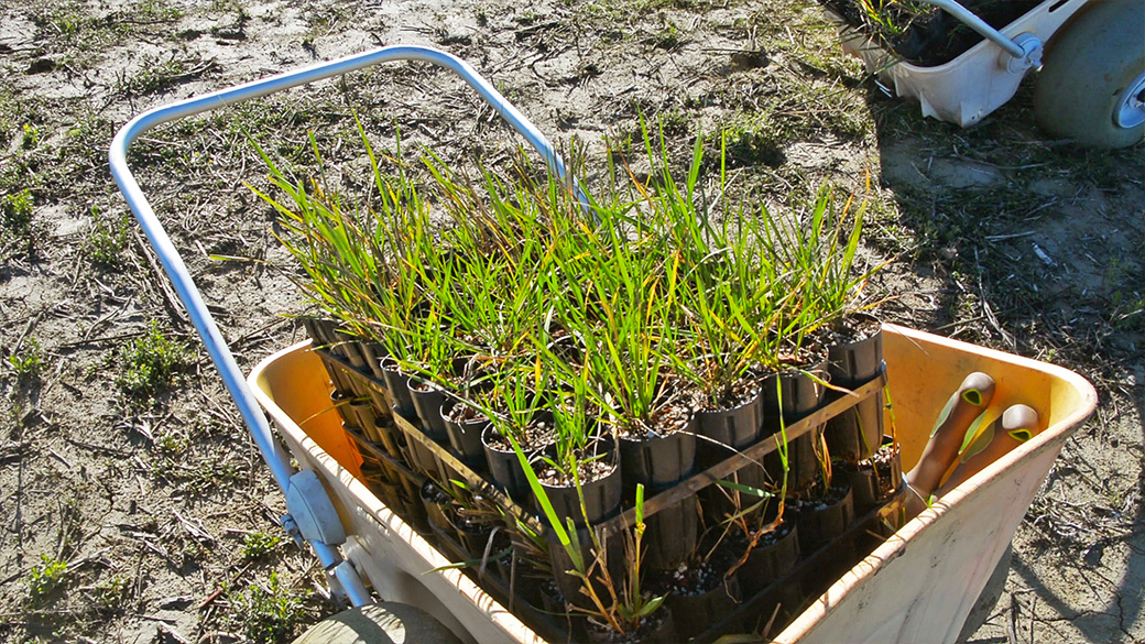 Nursery plants on a wheelbarrow. 