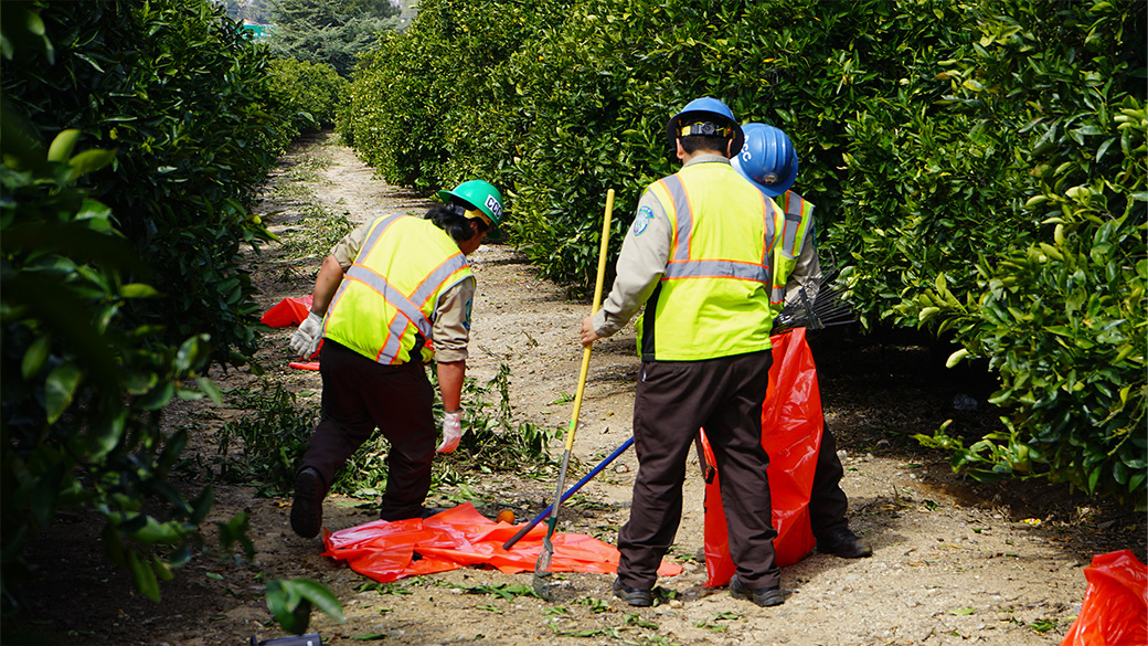 corpsmembers in orchard holding trash bags and rakes