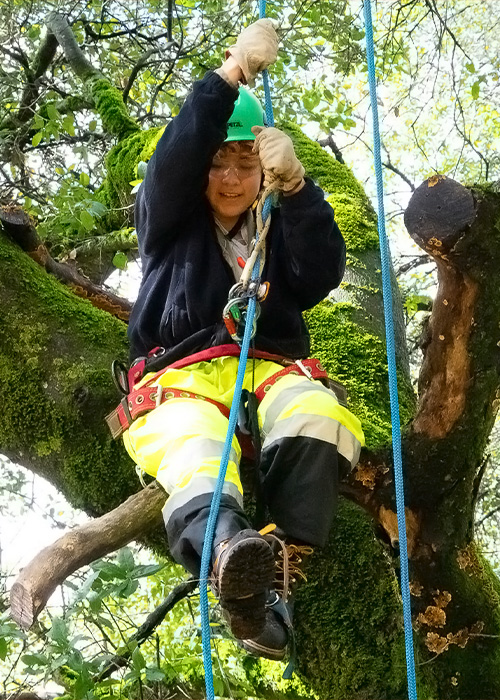 SideImage_Greenwood_500x700 Forestry Corpsmember climbing down a tree with rope.