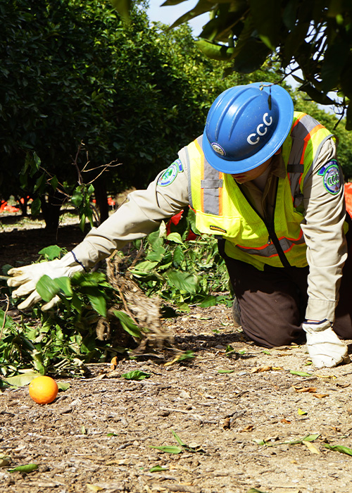 SideImage_Norwalk_500x700 Corpsmember on the ground picking up fruit, during fruit fly emergency project.