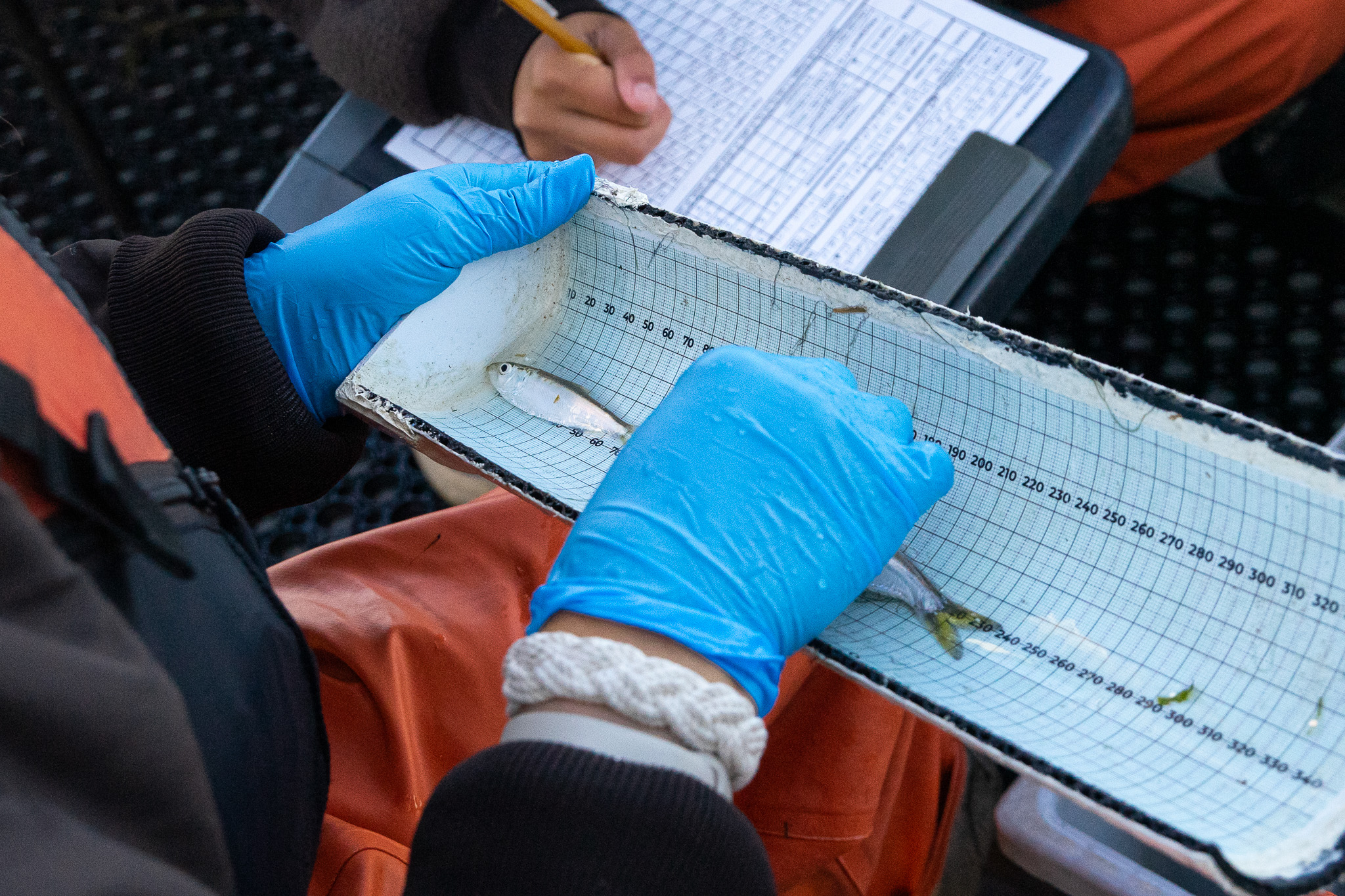The team puts fish into "chips" to measure their length.