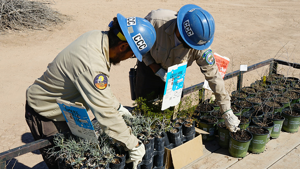 SanDiego_BrawleyRiverPartners_Planting_1040x585 Corpsmembers grabbing plants in nursery pots