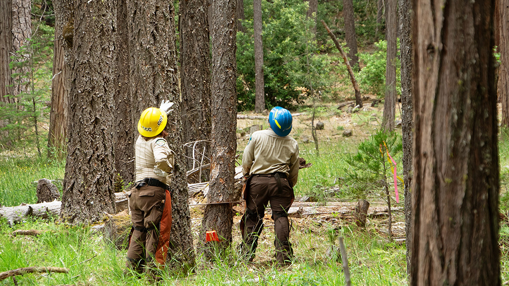 Chico_FellingTree_PrescribedBurn_1040x585 Corpsmember works with C1 to fell trees.