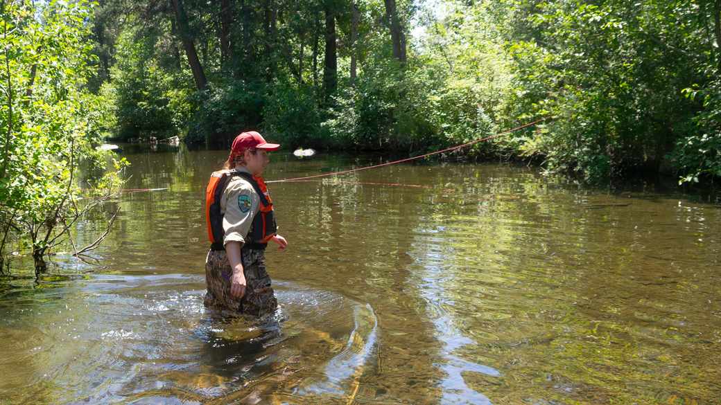 Interns_Chico_CaitlinCrossesBurneyCreek_072325_1040x585 female in waders and uniform crosses a creek with green trees in the background
